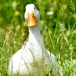 בית חווה Gailerhof