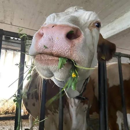 Farm stay Gailerhof *