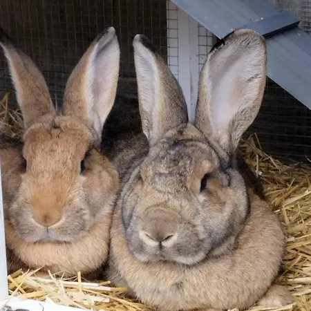 Çiftlik konaklama Gailerhof