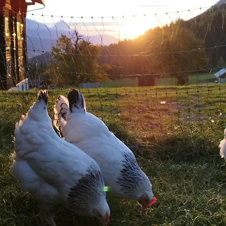 Farm stay Gailerhof *