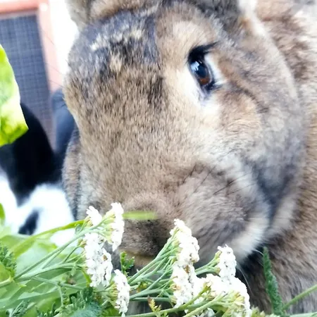 Çiftlik konaklama Gailerhof Liesing