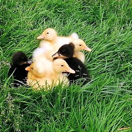 Vakantieboerderij Gailerhof *