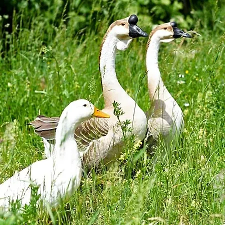 Vakantieboerderij Gailerhof *