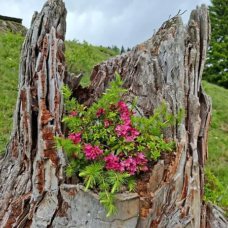 Bauernhof Gailerhof Liesing