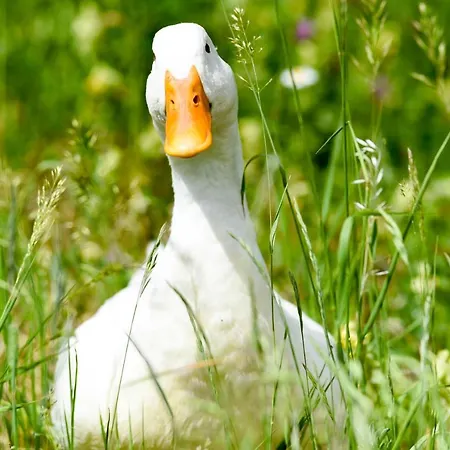 Çiftlik konaklama Gailerhof