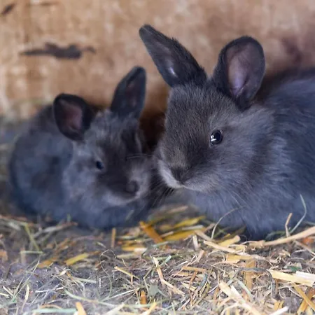 Çiftlik konaklama Gailerhof *