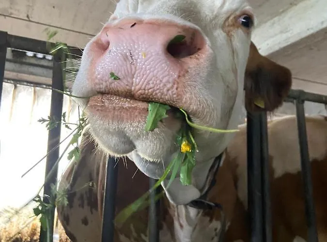 Feriegård Gailerhof *