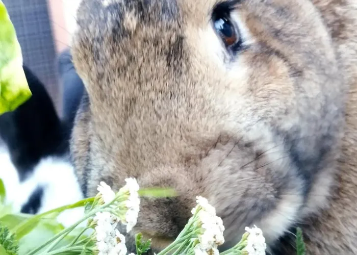Feriegård Gailerhof Liesing