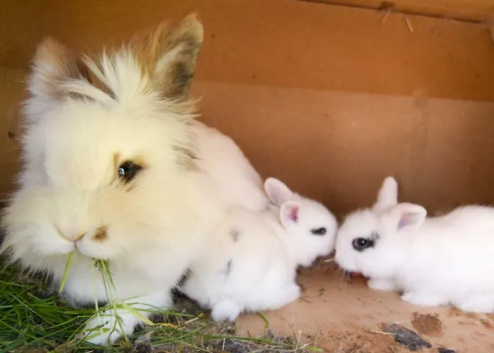 农家乐 Gailerhof 列兴