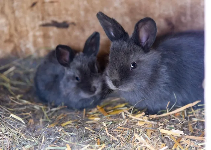 农家乐 Gailerhof *